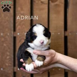 Adrian, Bernese Mountain Dog Puppy